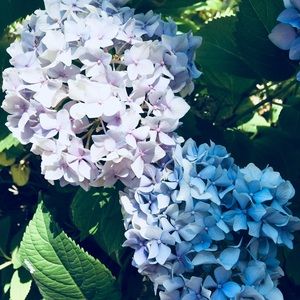 Meet your Posher, Bella